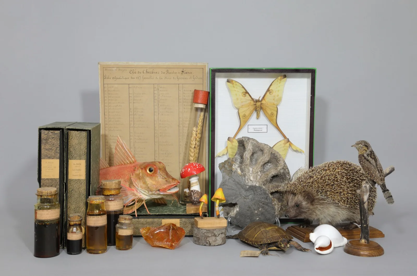 Collections – Muséum de Troyes
